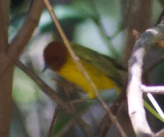 Setophaga petechia image