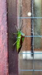 Acanthosoma haemorrhoidale