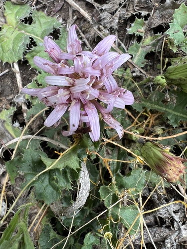 Featherleaf desertpeony (Acourtia runcinata)