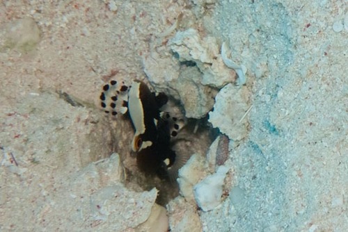 Lotilia graciliosa