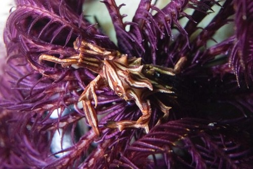 Tiaramedon spinosum