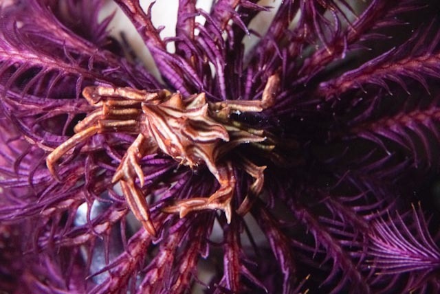 Thorny Crinoid Crab