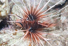 Pterois cincta