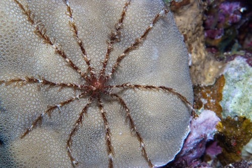 Colobometra chadwicki
