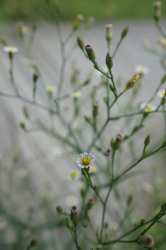 Symphyotrichum subulatum iNat (3)