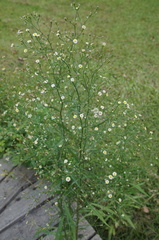 Symphyotrichum subulatum subulatum
