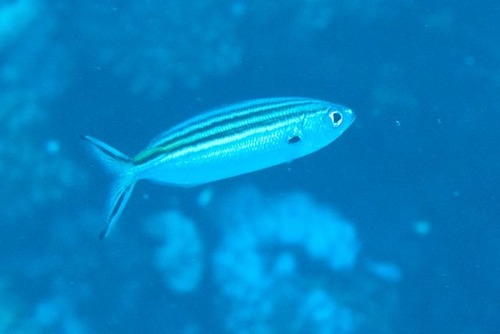 Caesio striata