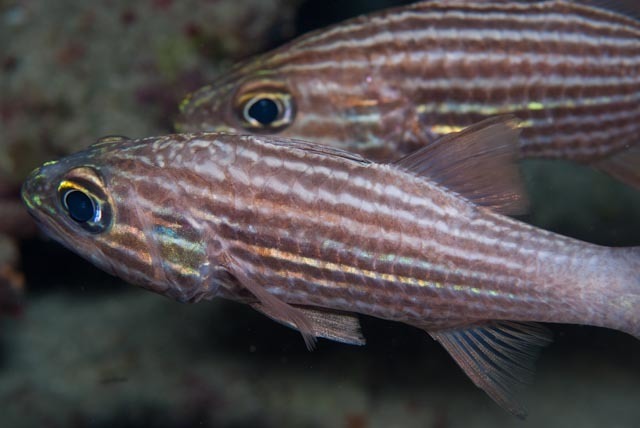 Largetoothed cardinalfish