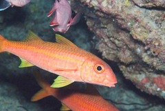 Yellowfin Goatfish photo 3