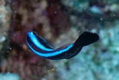 Larabicus quadrilineatus