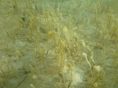Sycozoa pulchra