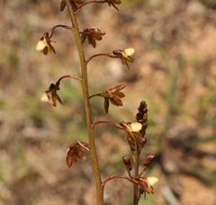 Eulophia cochlearis