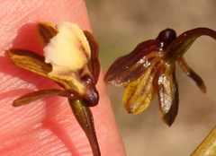 Eulophia cochlearis
