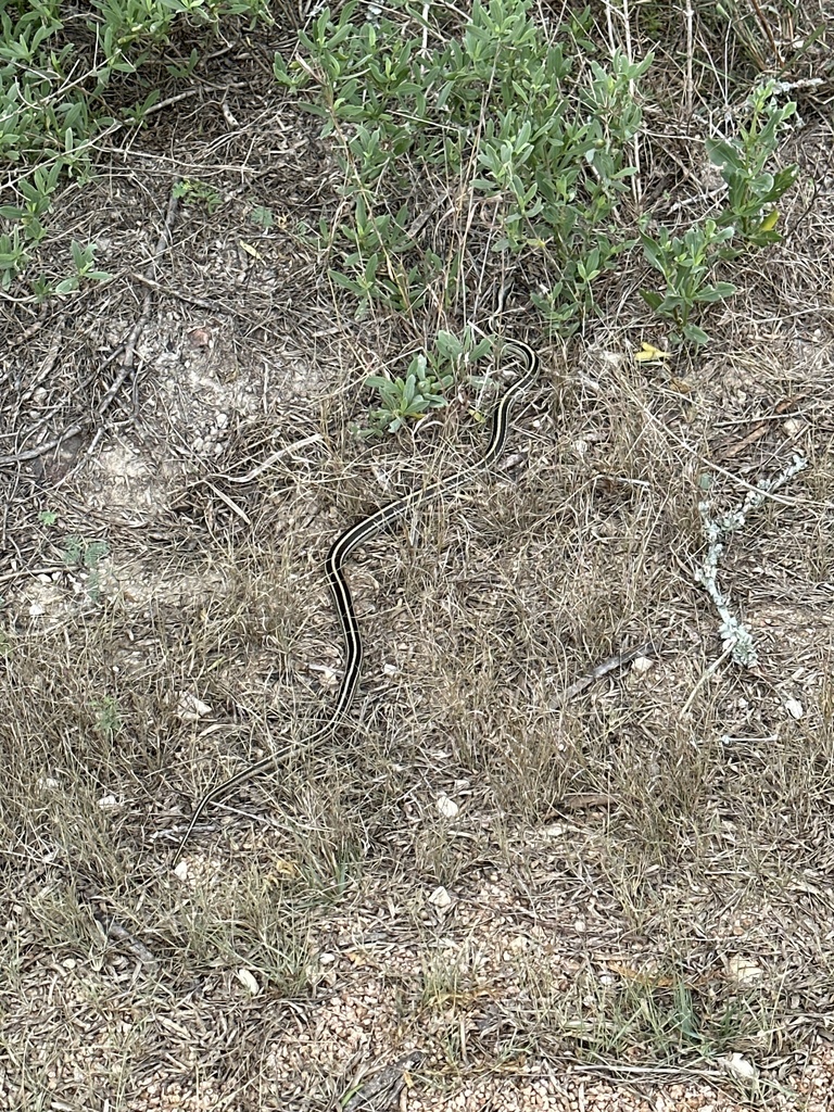 Texas Patch-nosed Snake from Olympic Dr, Corpus Christi, TX, US on ...