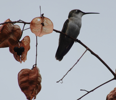 Archilochus alexandri