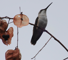 Archilochus alexandri