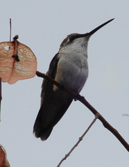 Archilochus alexandri
