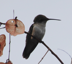 Archilochus alexandri