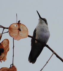 Archilochus alexandri