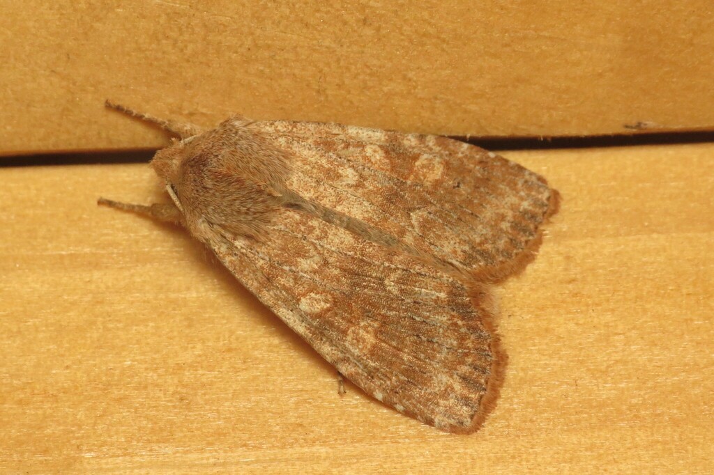 Singed Pinion