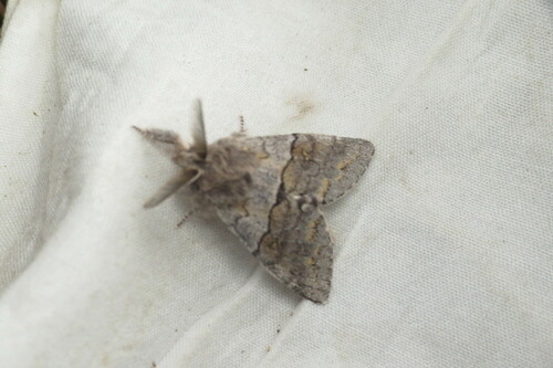 Lintner's Gluphisia Moth photo 4