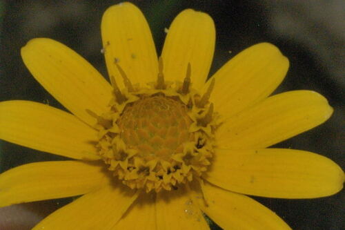 Gold Medallion