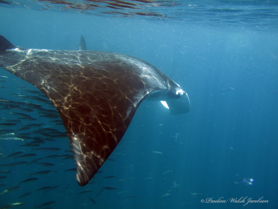 Atlantic manta ray gliding over a school of small fish off Holbox, Mexico