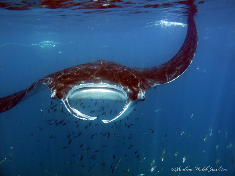 Atlantic manta ray feeding with its mouth wide open, Holbox, Mexico