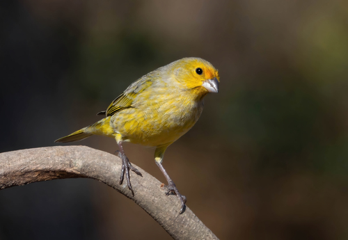 Saffron Finch, photo 8 of 10