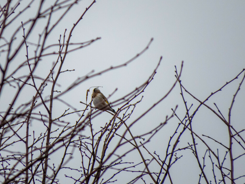 European Goldfinch from Protvino, Moscow Oblast, Russia on March 30 ...