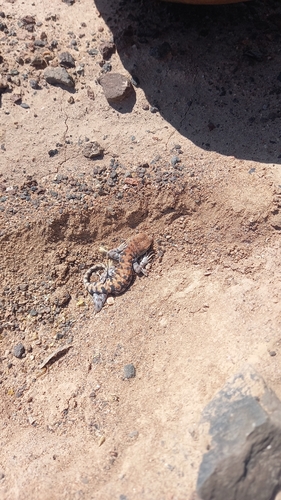 Dragon of Torres [manueli], Liolaemus audituvelatus