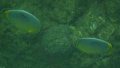 Chaetodon trifasciatus