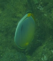 Chaetodon trifasciatus