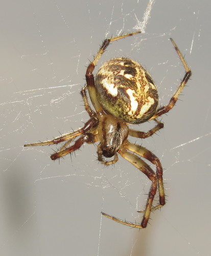 Arabesque Orbweaver