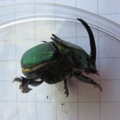Phanaeus difformis