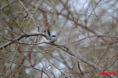 Polioptila nigriceps