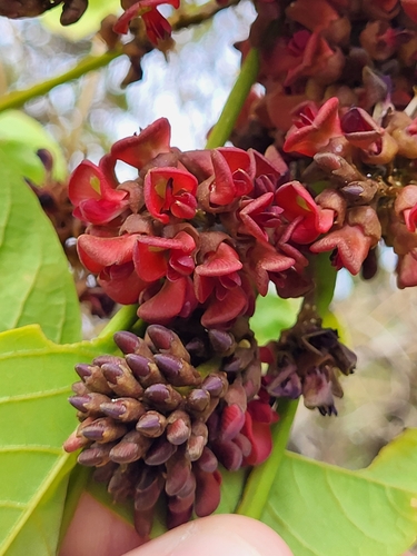 Lonchocarpus heptaphyllus