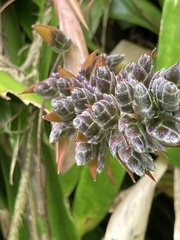 Aechmea smithiorum, photograph (c) Derek, some rights reserved (CC BY)