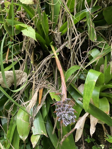Aechmea smithiorum, photograph 6
