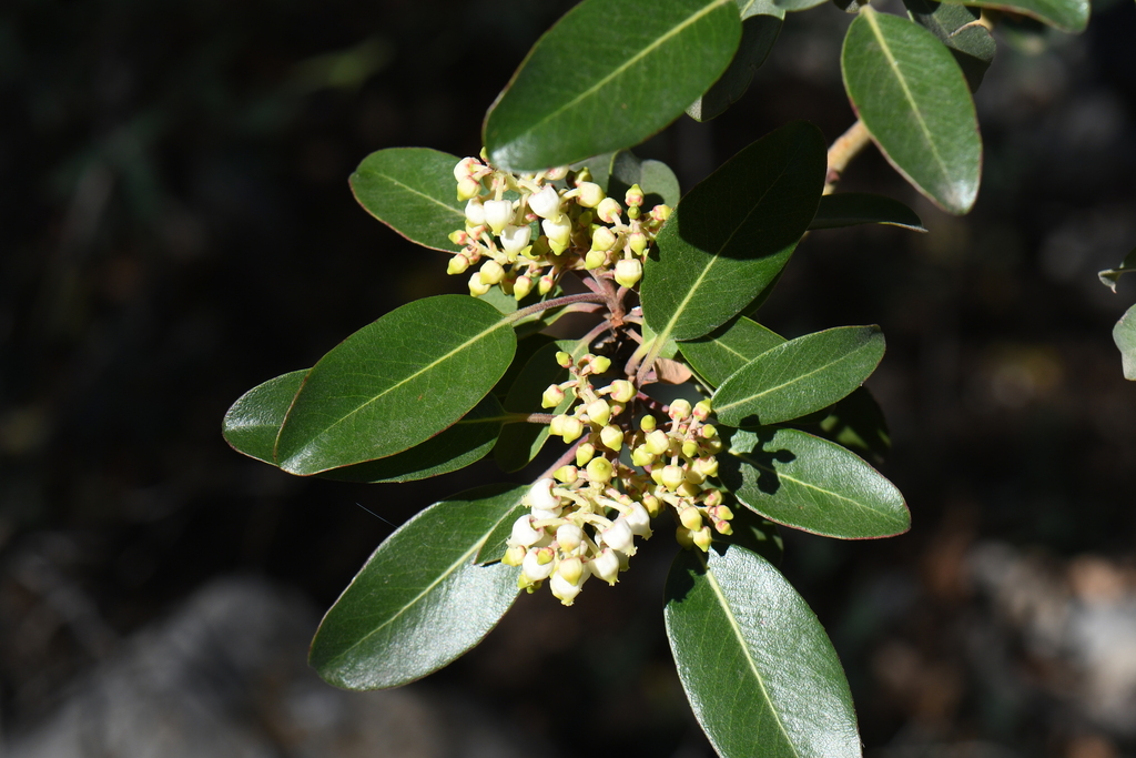 Texas madrone