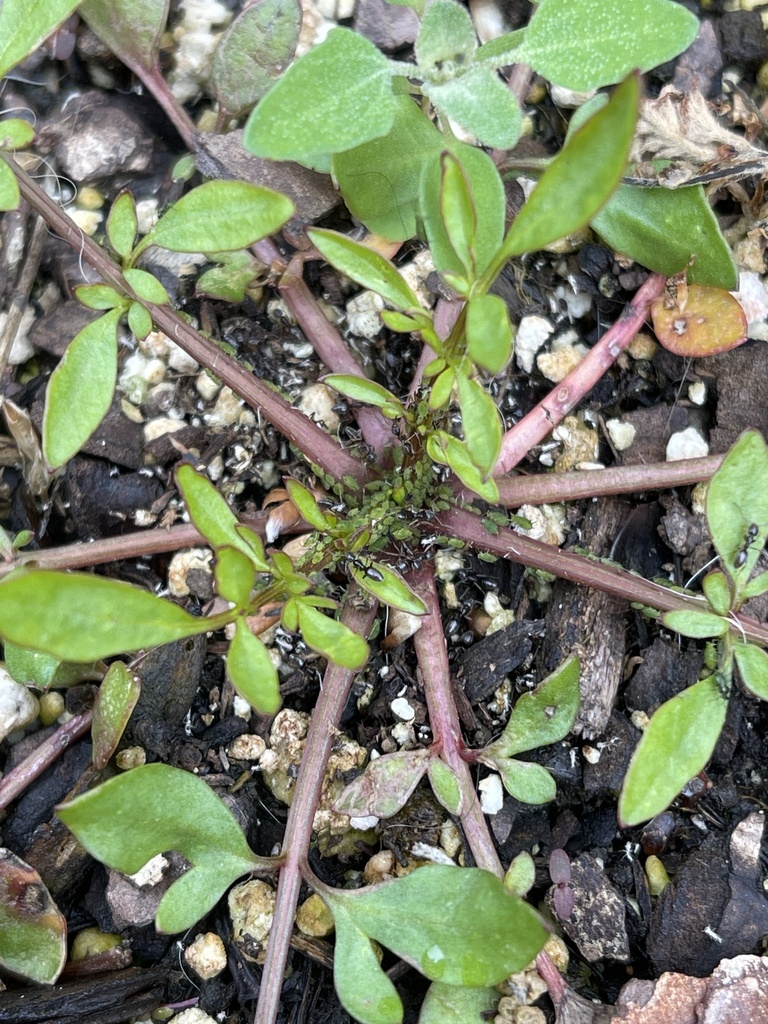 Aphids In March 2023 By CMC Yard Being Tended By Ants INaturalist   Large 