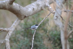 Polioptila nigriceps