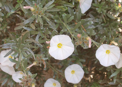 Convolvulus cneorum