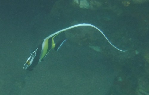 Moorish idol