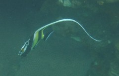 Moorish idol
