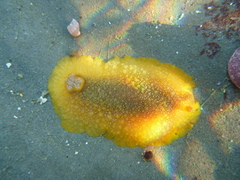 Doriopsilla albopunctata