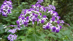 Pericallis papyracea image