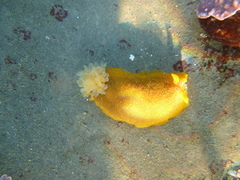 Doriopsilla albopunctata
