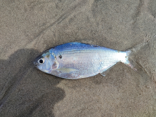 Anodontostoma chacunda observed 2022-04-15