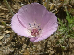 Calochortus splendens